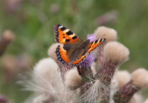 Small Tortoiseshell 3 DMOO81